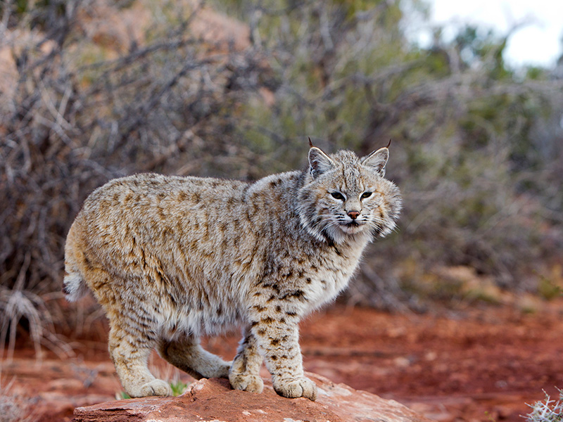 Bobcat-Hunting-Locations-South-Texas-TX