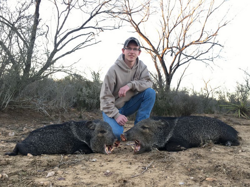 Javelina-Hunting-Locations-South-Texas-TX