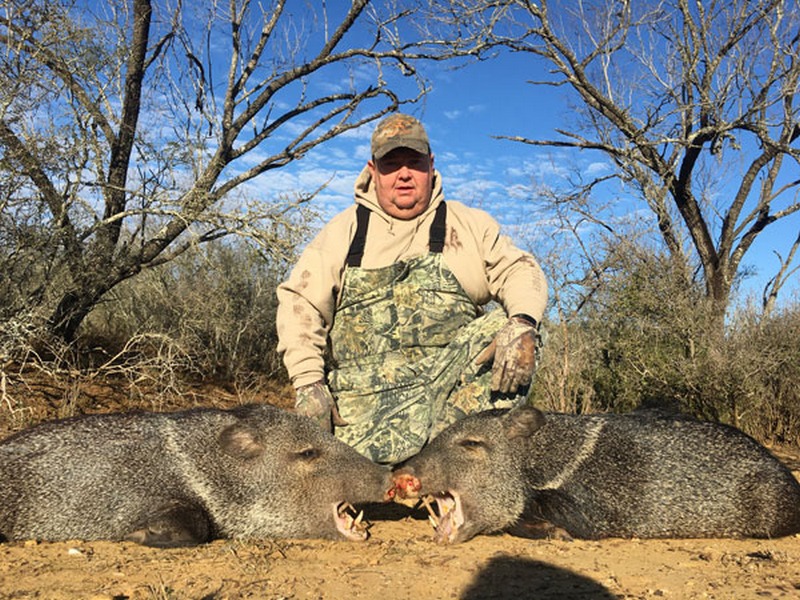 Javelina-Hunting-South-Texas-TX