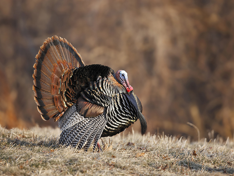 Turkey-Hunting-San-Antonio-TX